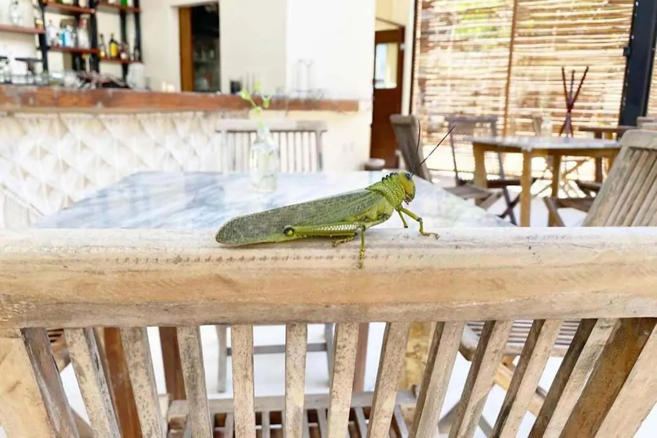 Relax Tulum Family Friendly Apartment In The In The Jungle - Pools & Cenotes Mexiko